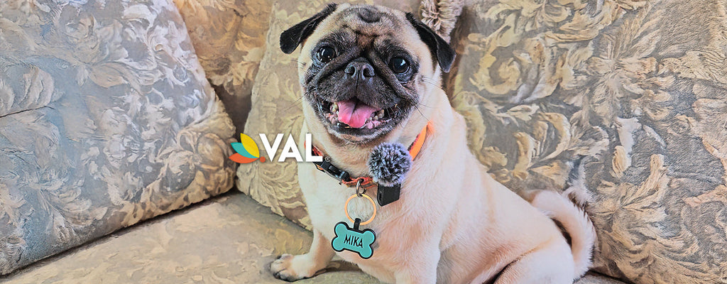 El omega-3 puede mejorar la salud de tu perro en múltiples niveles, desde la piel hasta el corazón.