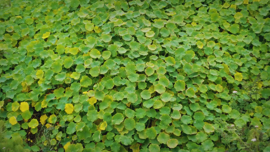 CENTELLA ASIATICA PLUS