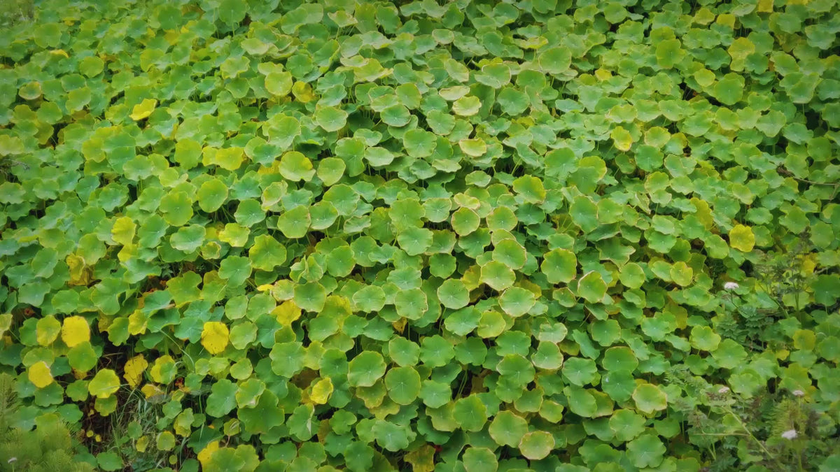 CENTELLA ASIATICA PLUS